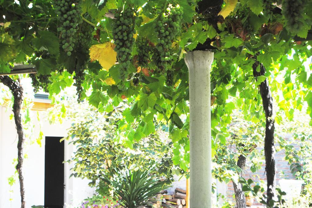 Hostal Petit Verdot سانتا كروز المظهر الخارجي الصورة